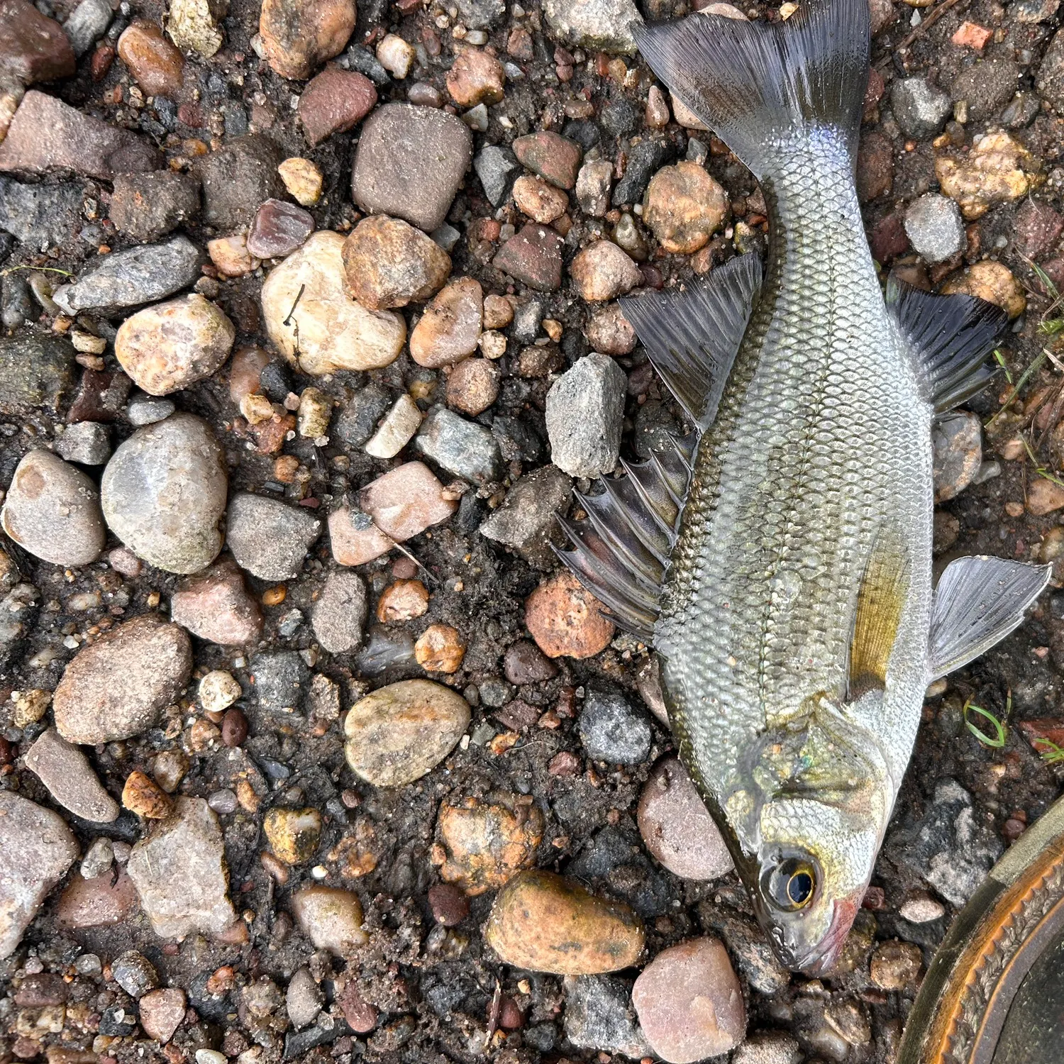White perch caught on Fishbrain