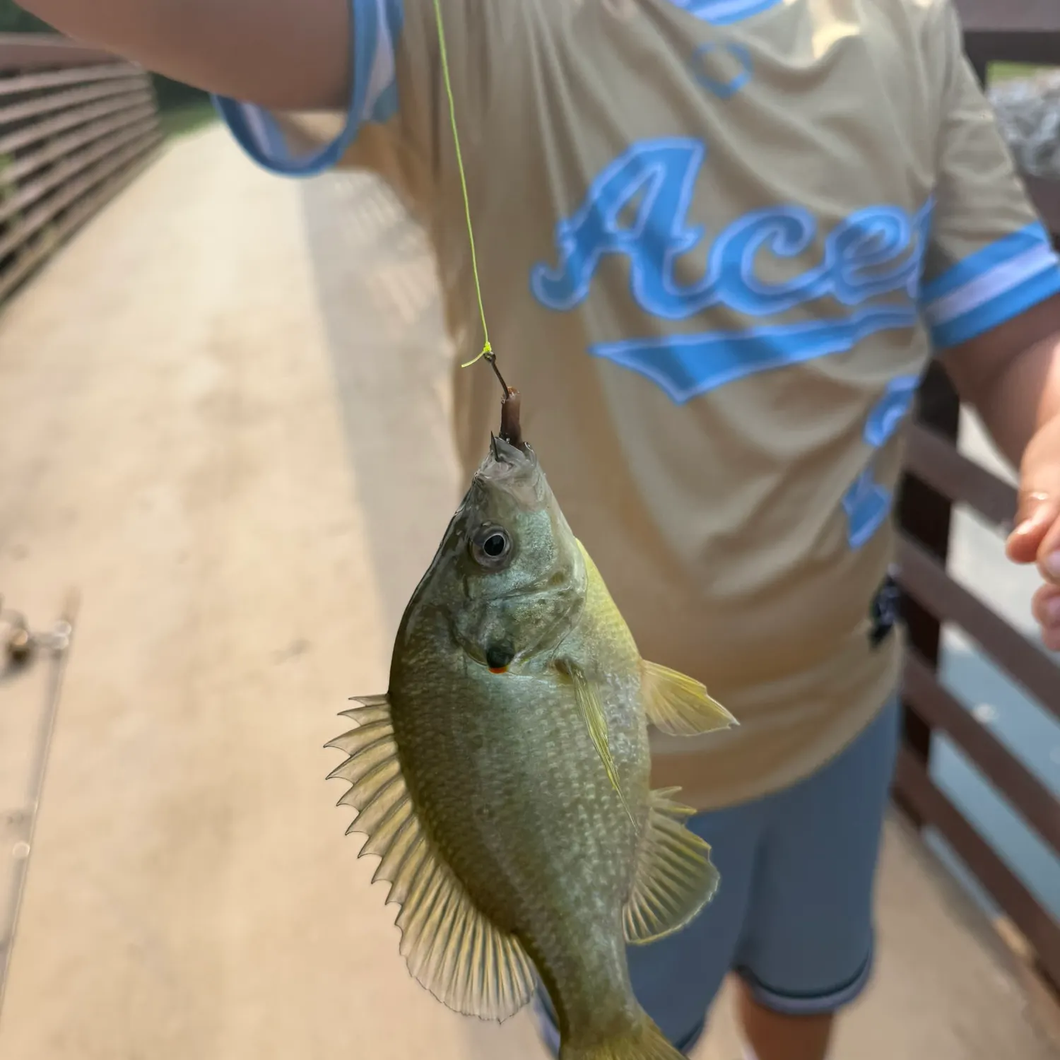 Redear sunfish caught on Fishbrain