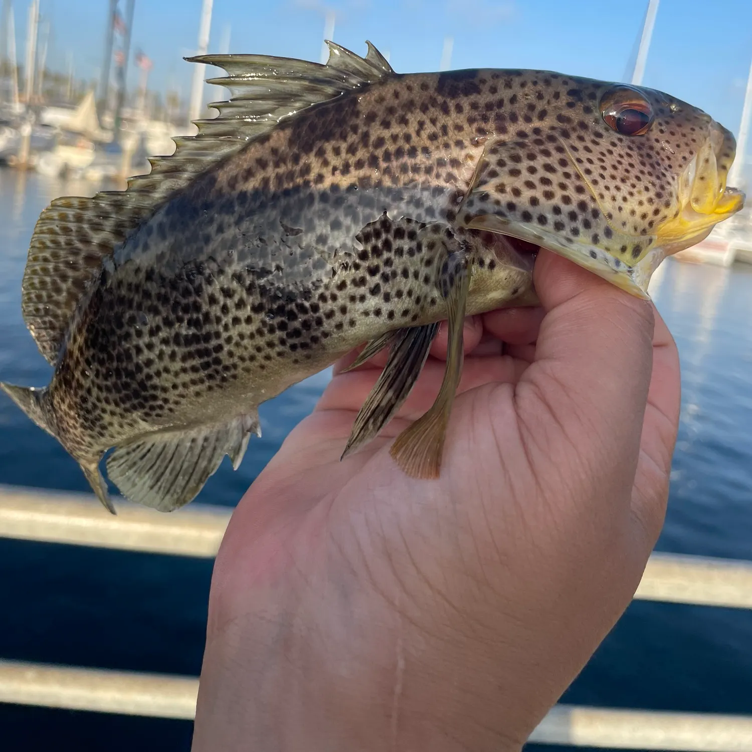 Spotted sand bass caught on Fishbrain