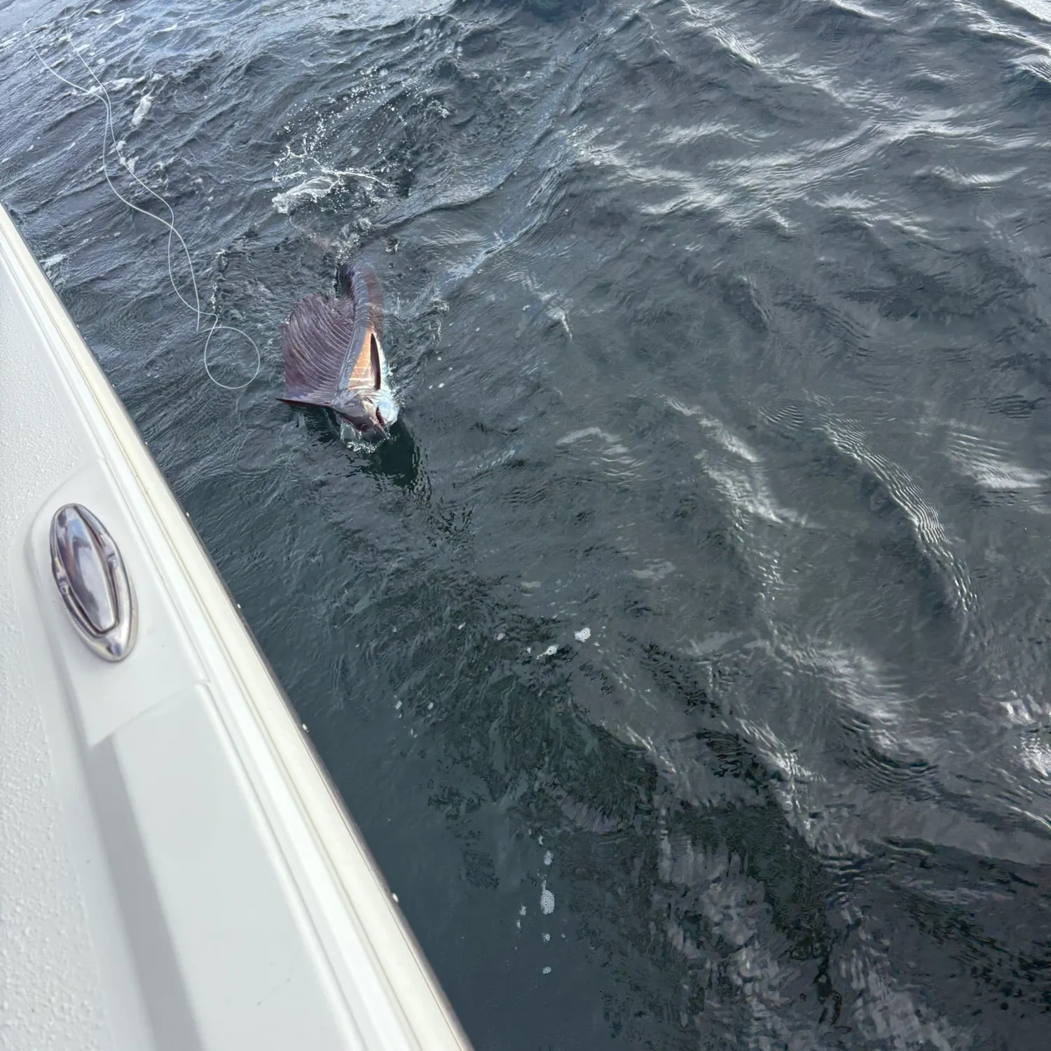 The most recent Swordfish catches on Fishbrain