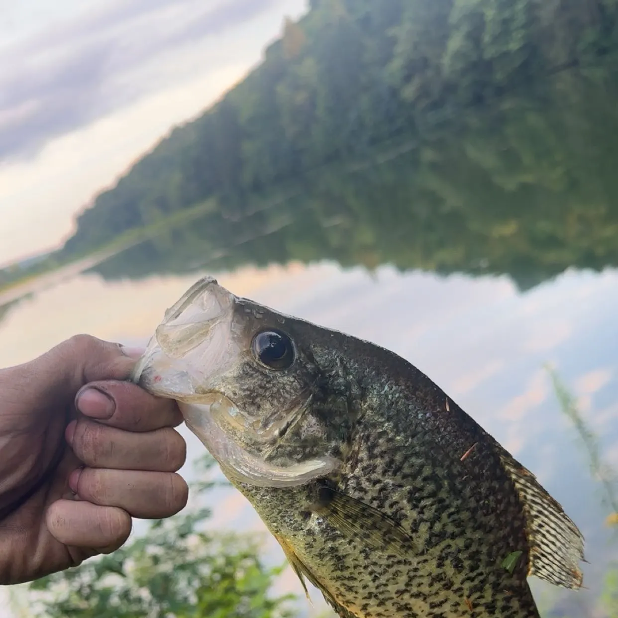 Black crappie caught on Fishbrain
