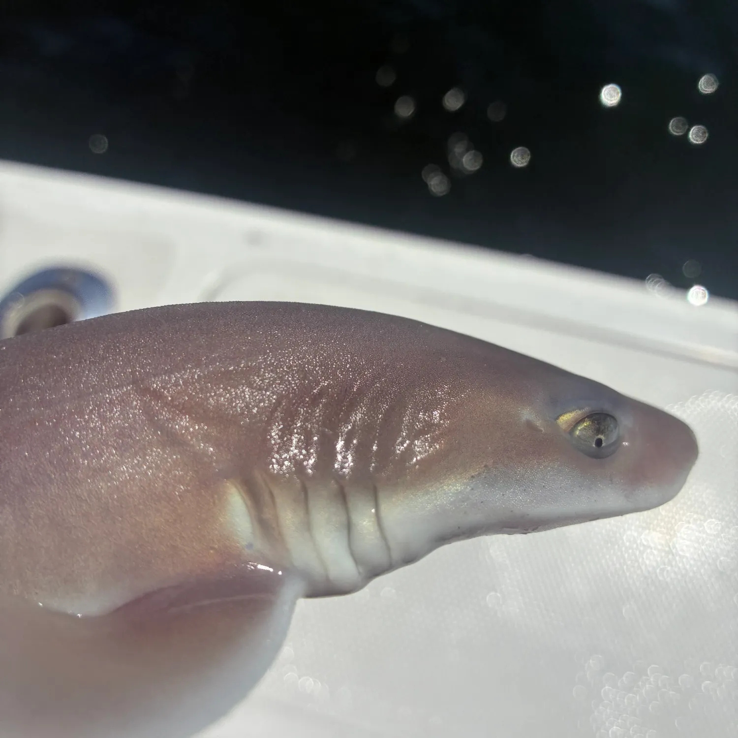 The most recent Piked dogfish catches on Fishbrain
