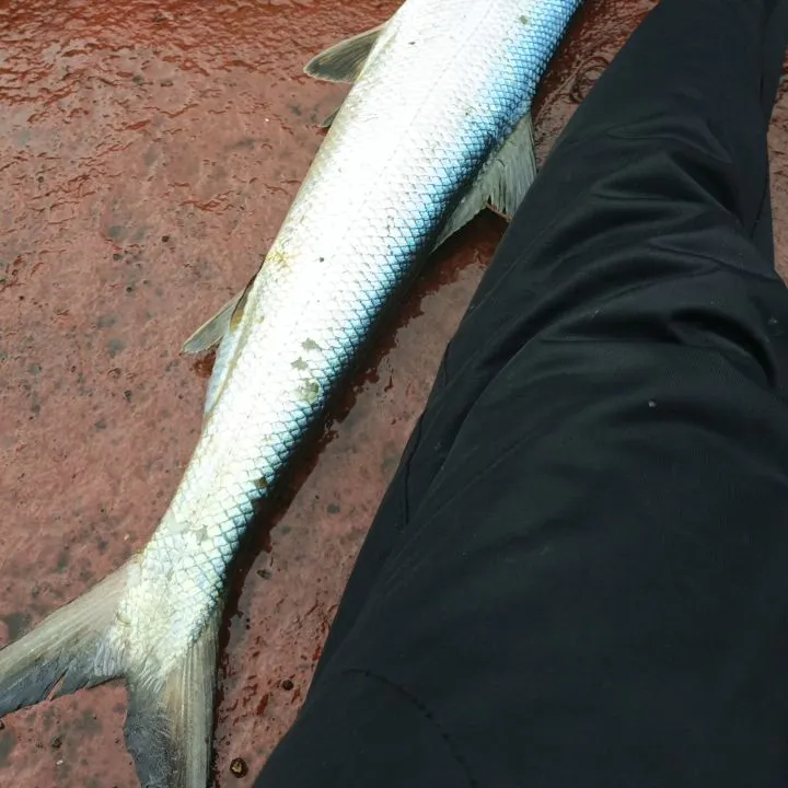 The most recent Malabar blood snapper catches on Fishbrain