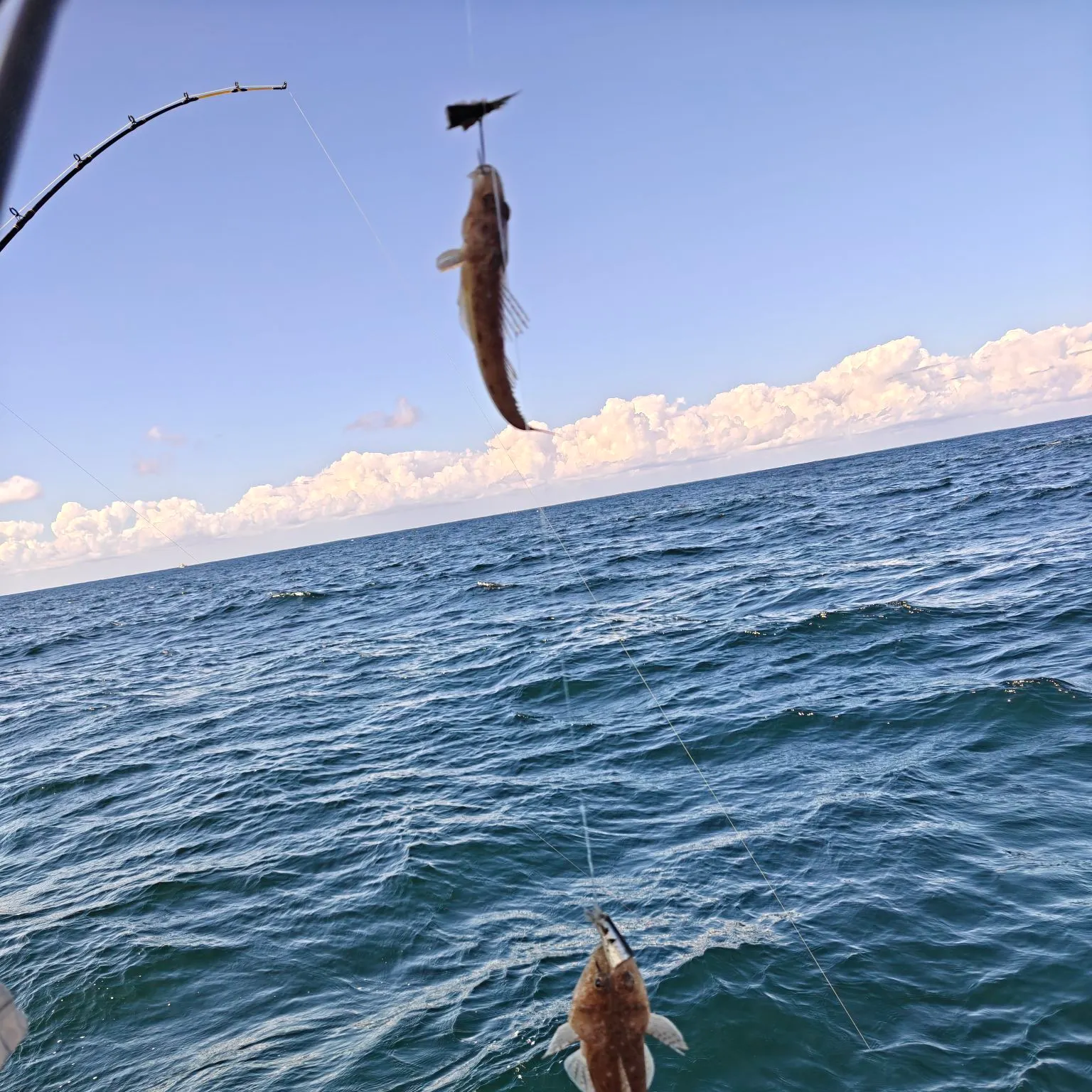 Dusky flathead caught on Fishbrain