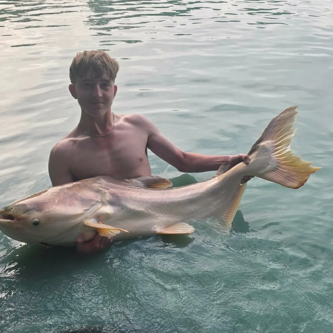 The most recent Mekong giant catfish catches on Fishbrain