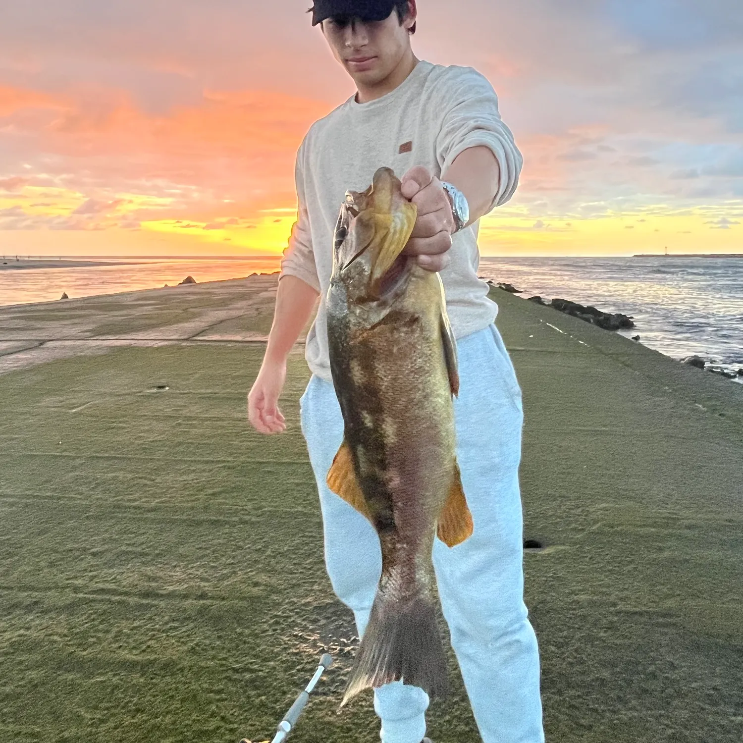 Kelp bass caught on Fishbrain