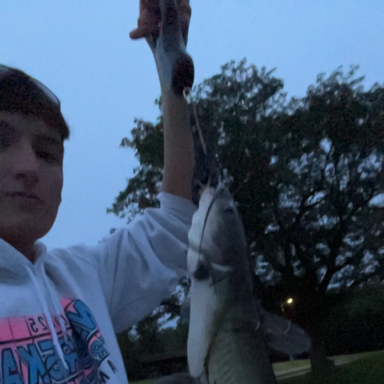Channel catfish caught on Fishbrain