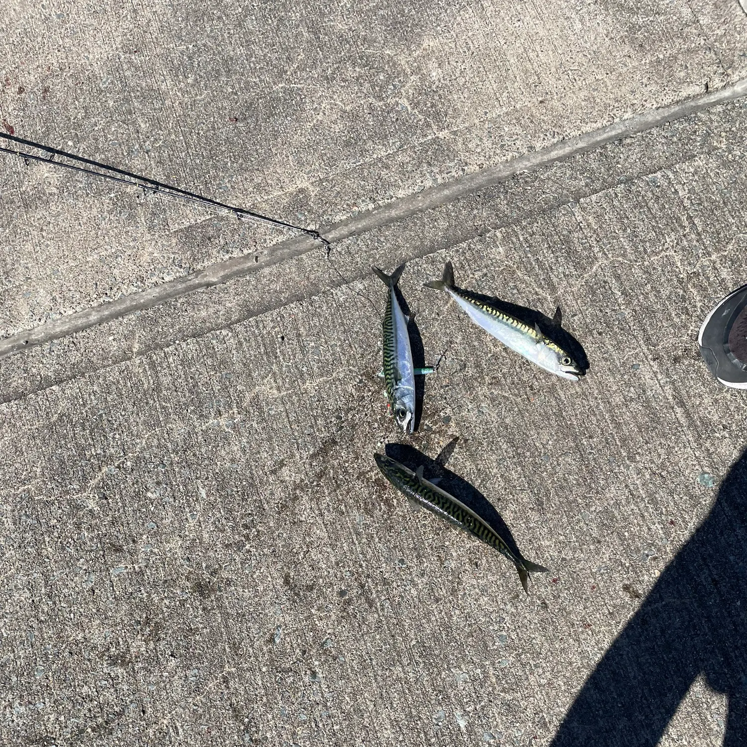 Atlantic mackerel caught on Fishbrain