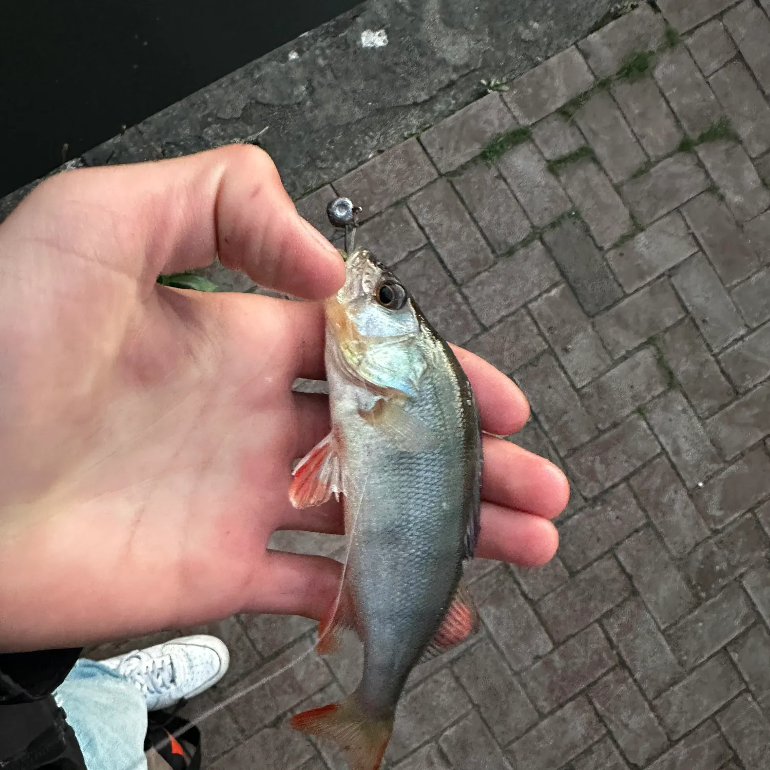 European perch caught on Fishbrain
