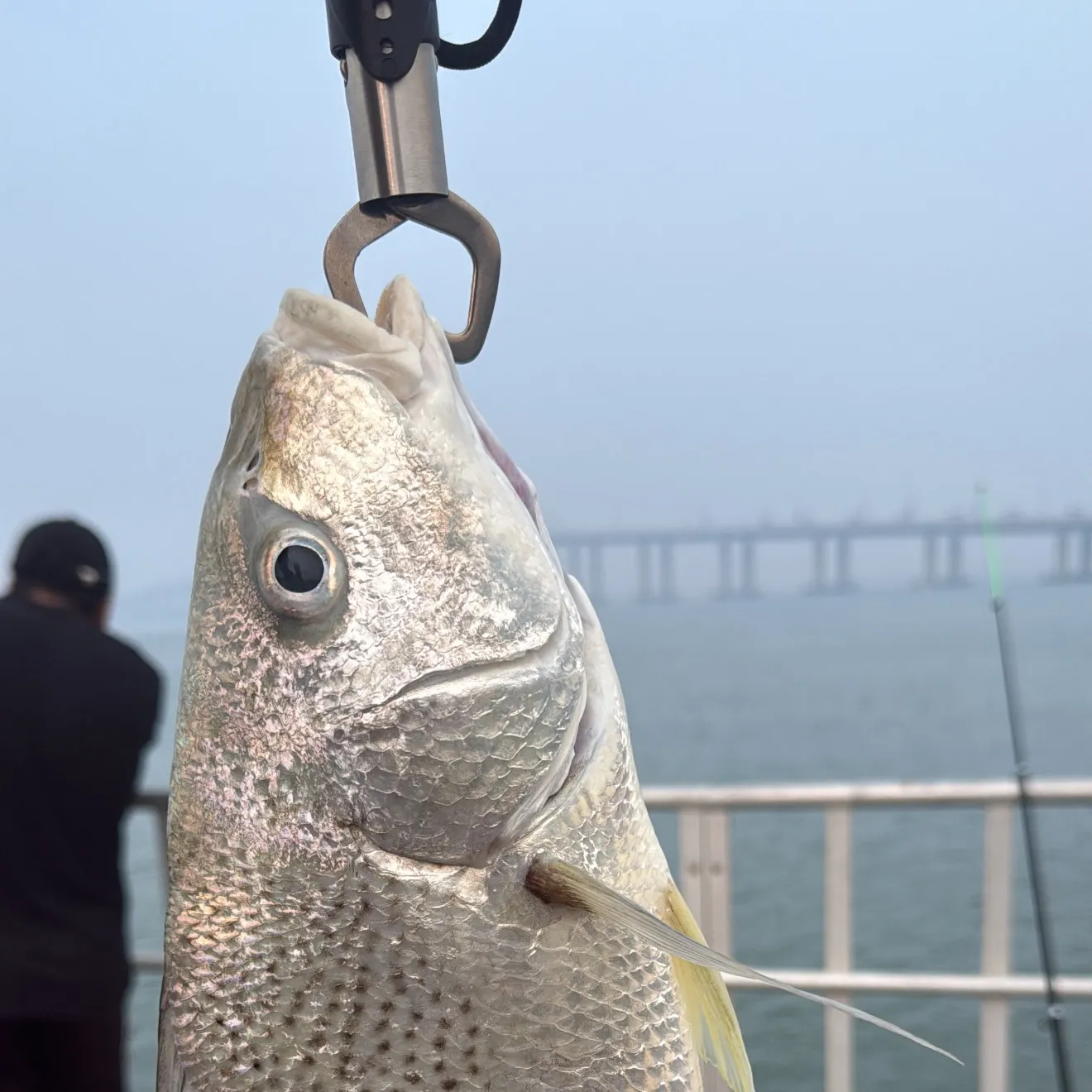 Yellowfin seabream caught on Fishbrain