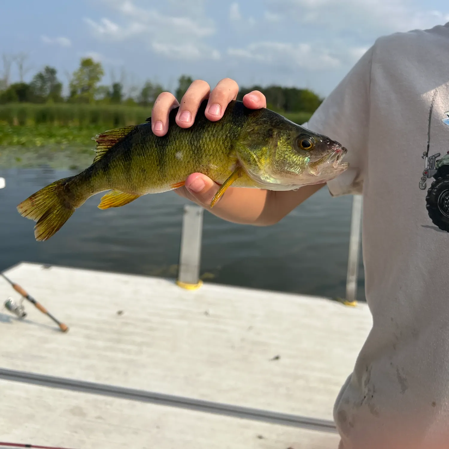 Yellow perch caught on Fishbrain