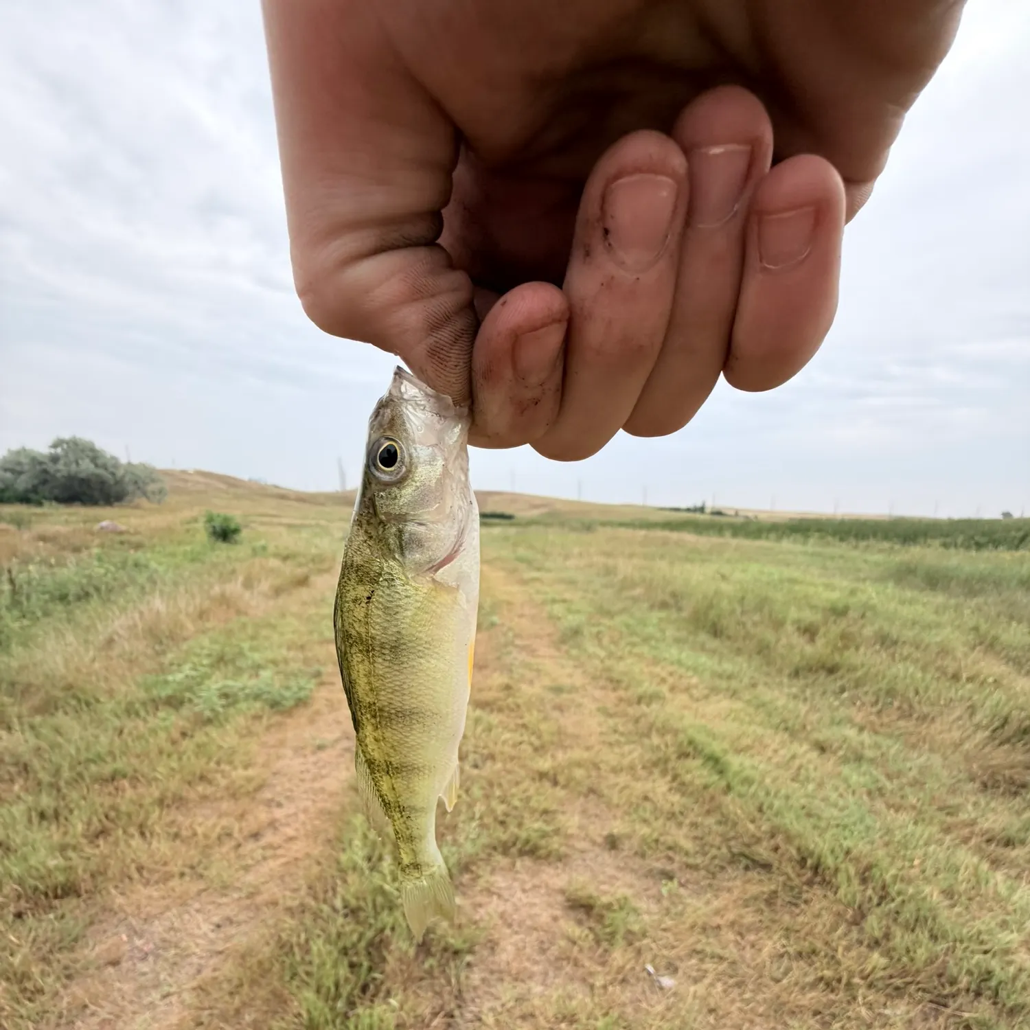 Yellow perch caught on Fishbrain