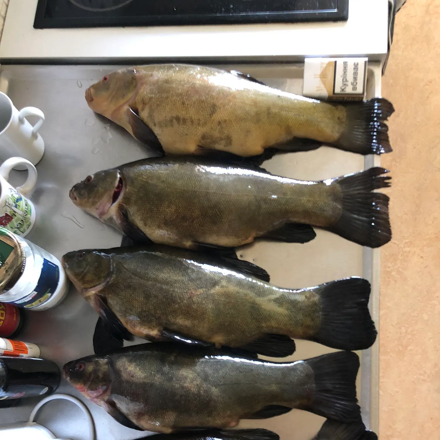 recently logged catches