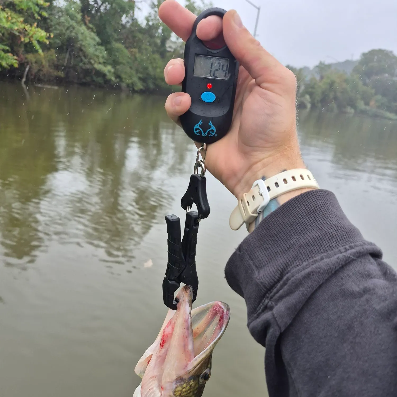 Chain pickerel caught on Fishbrain
