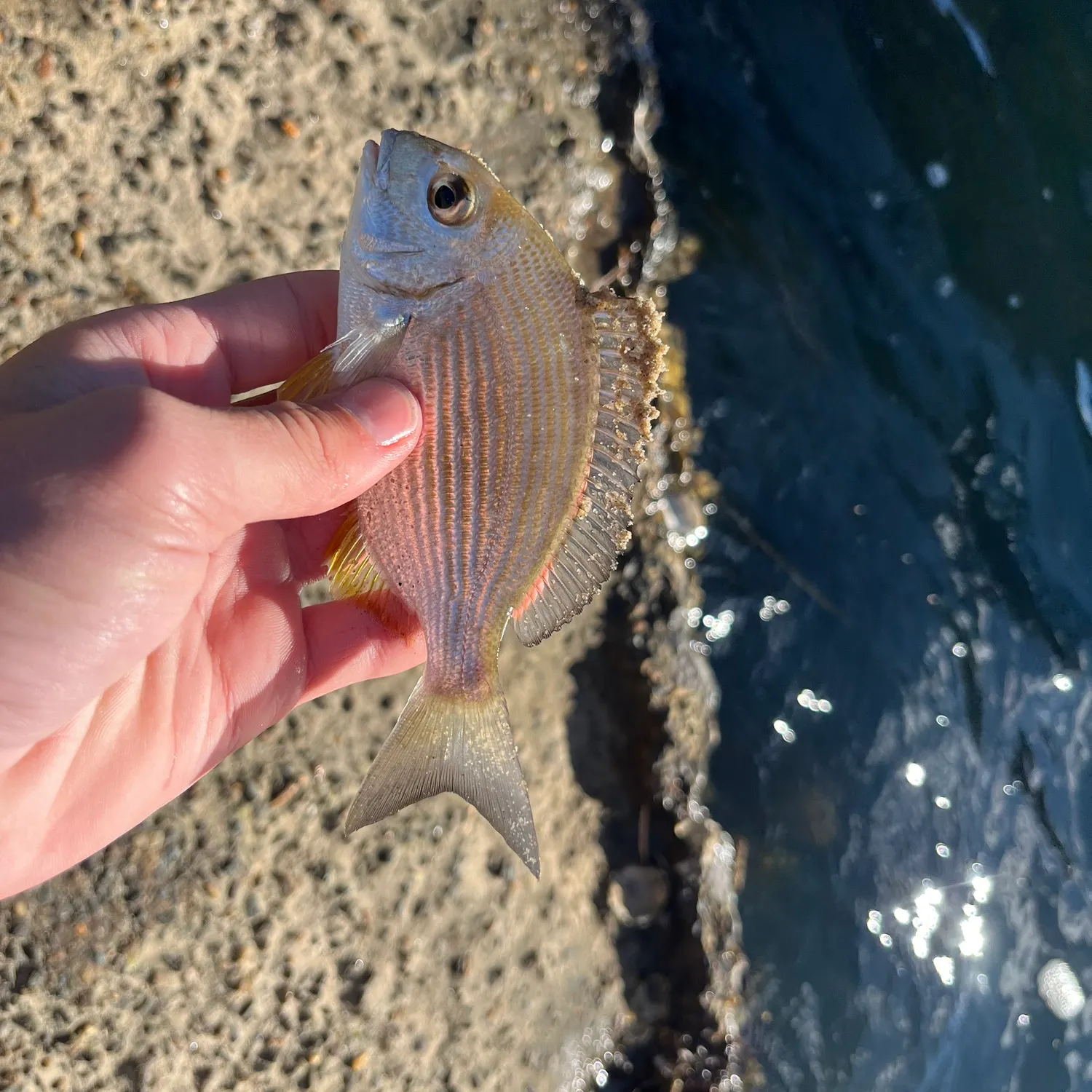 The most recent Goldlined seabream catches on Fishbrain