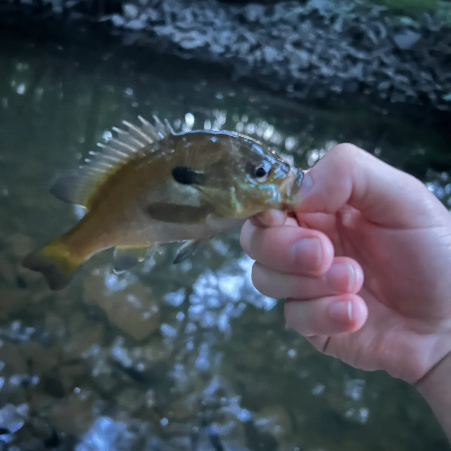 Redbreast sunfish caught on Fishbrain