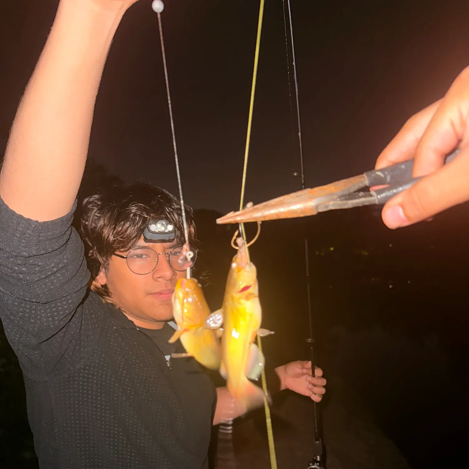 Yellow bullhead caught on Fishbrain