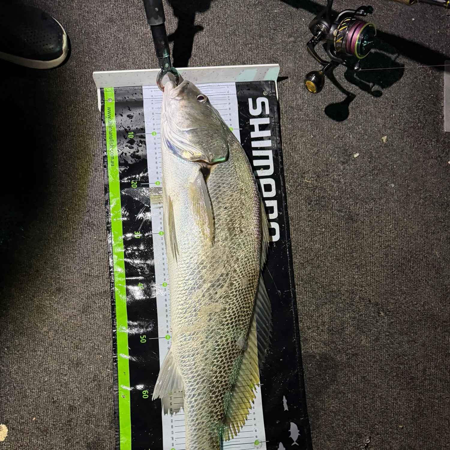 Japanese meagre caught on Fishbrain