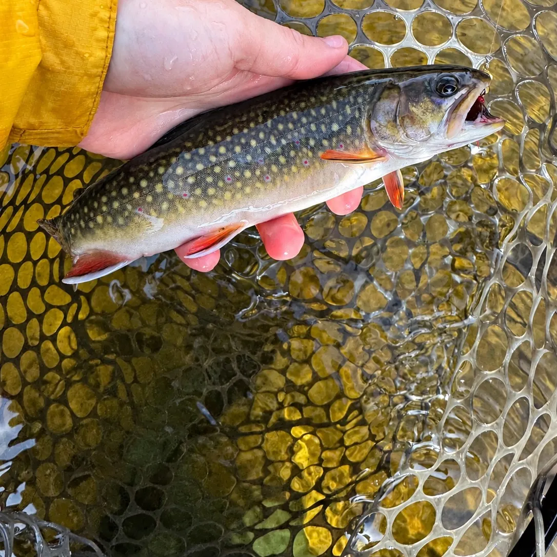Brook trout caught on Fishbrain