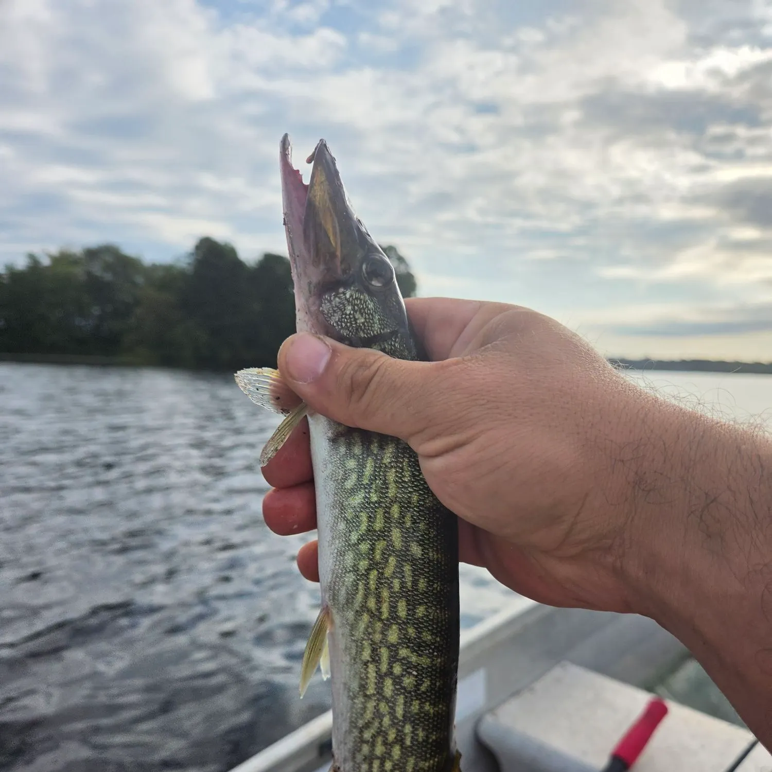 Chain pickerel caught on Fishbrain
