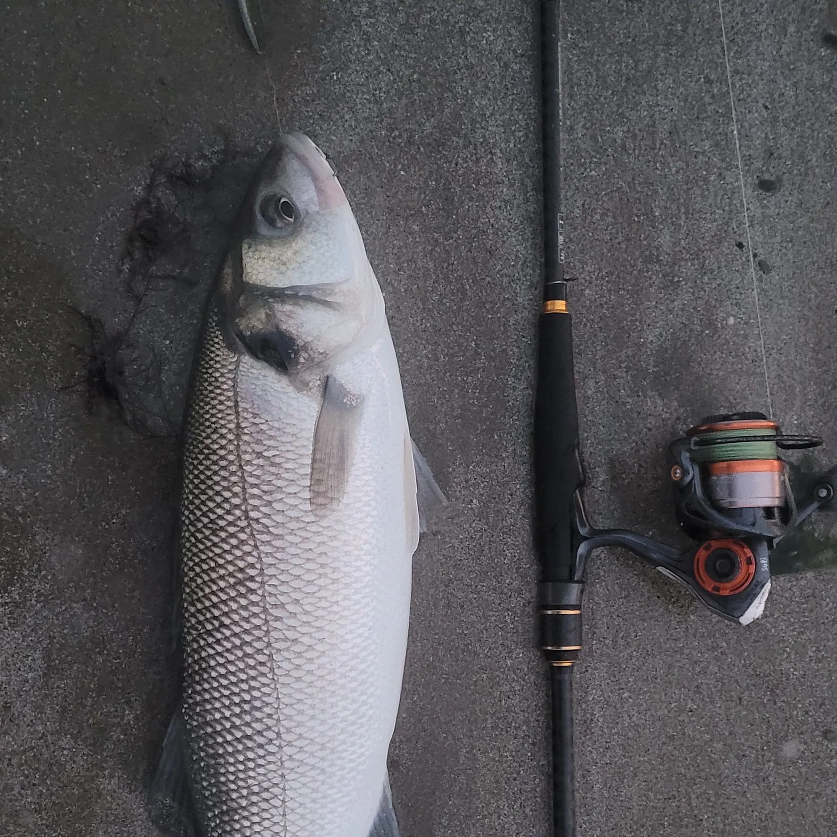 European seabass caught on Fishbrain