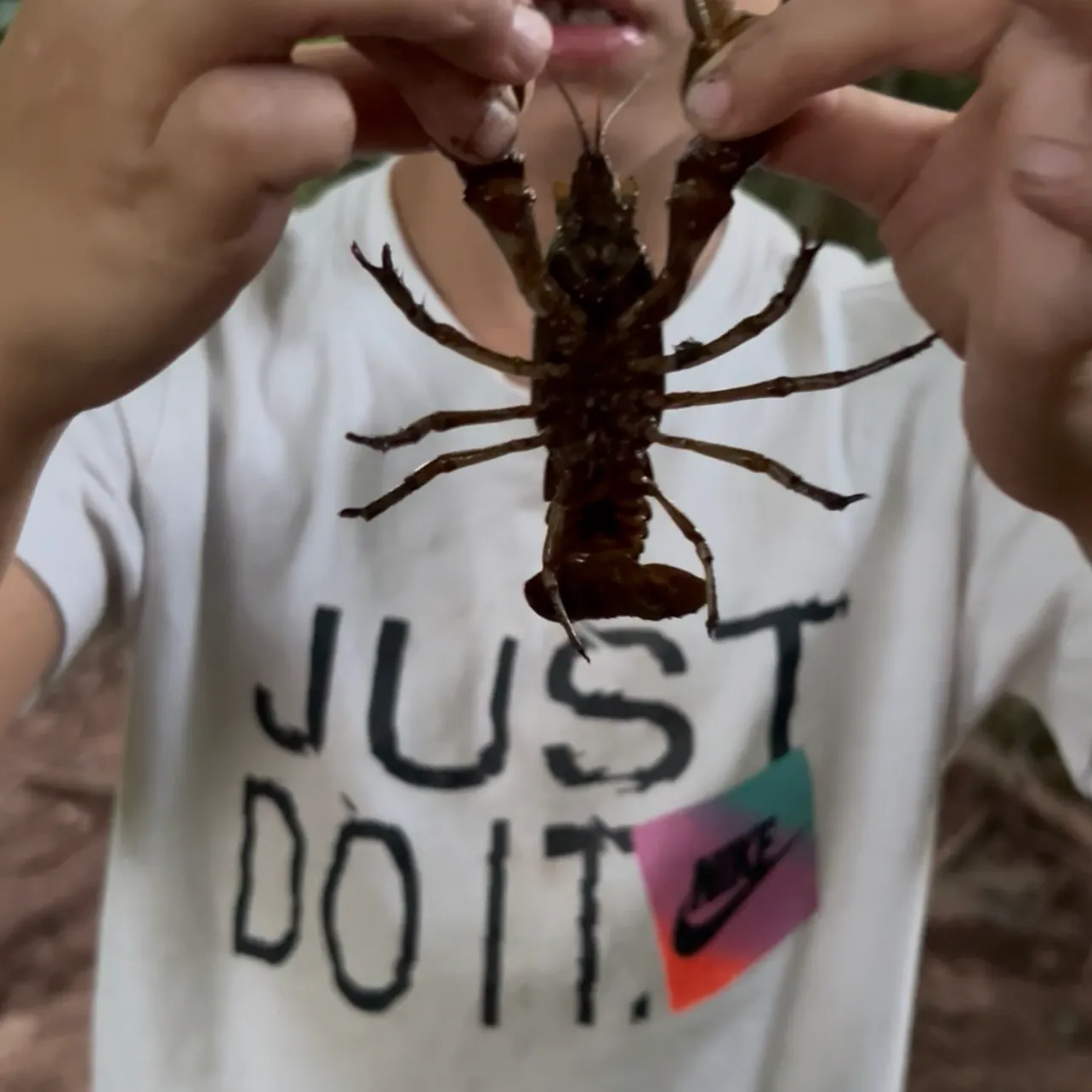 Northern clearwater crayfish caught on Fishbrain