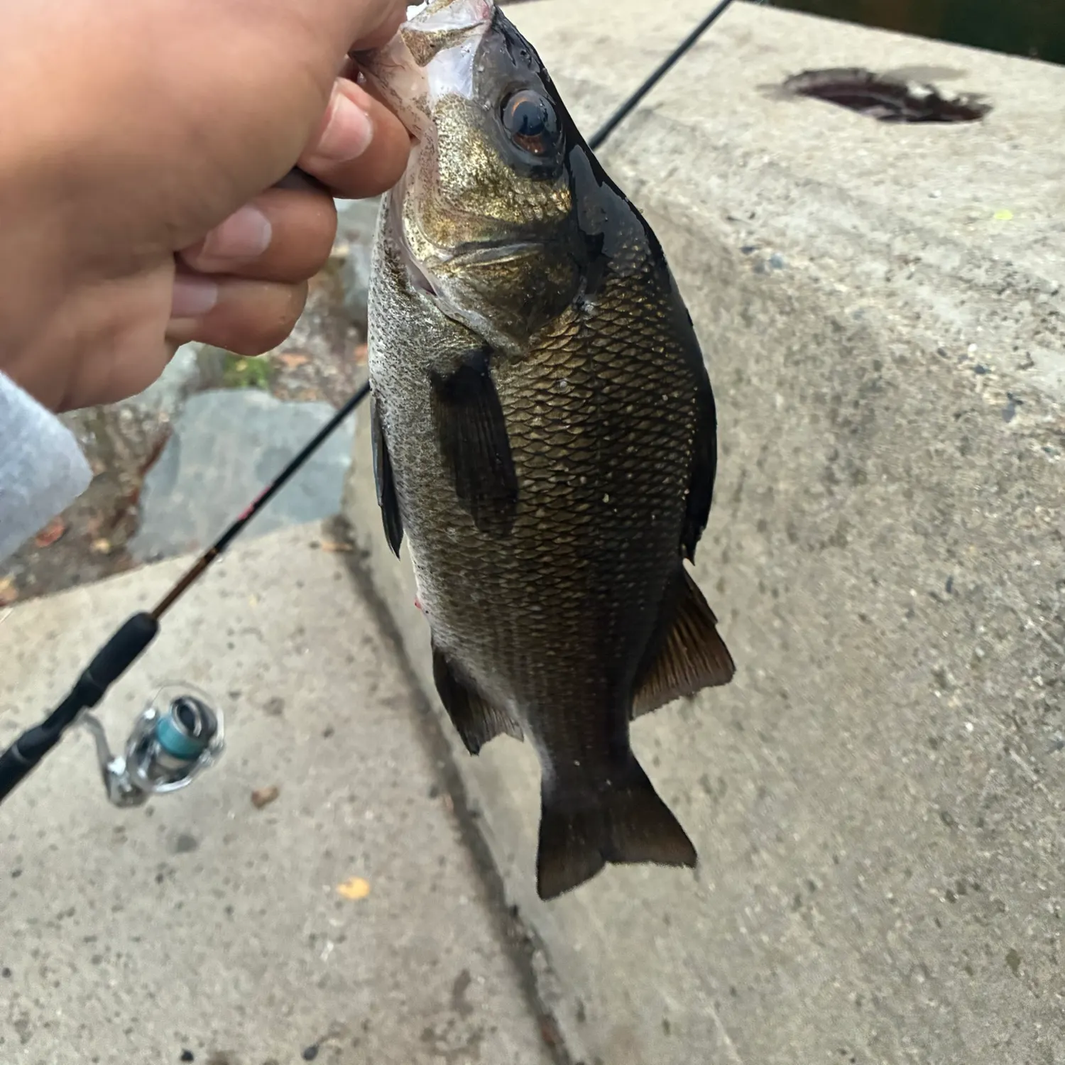 White perch caught on Fishbrain