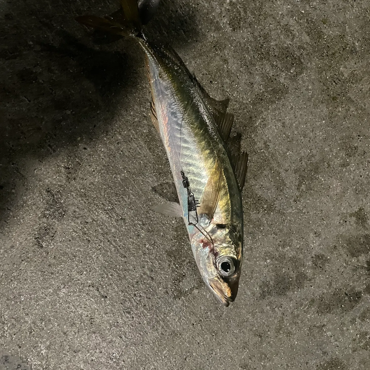 The most recent Pacific jack mackerel catches on Fishbrain