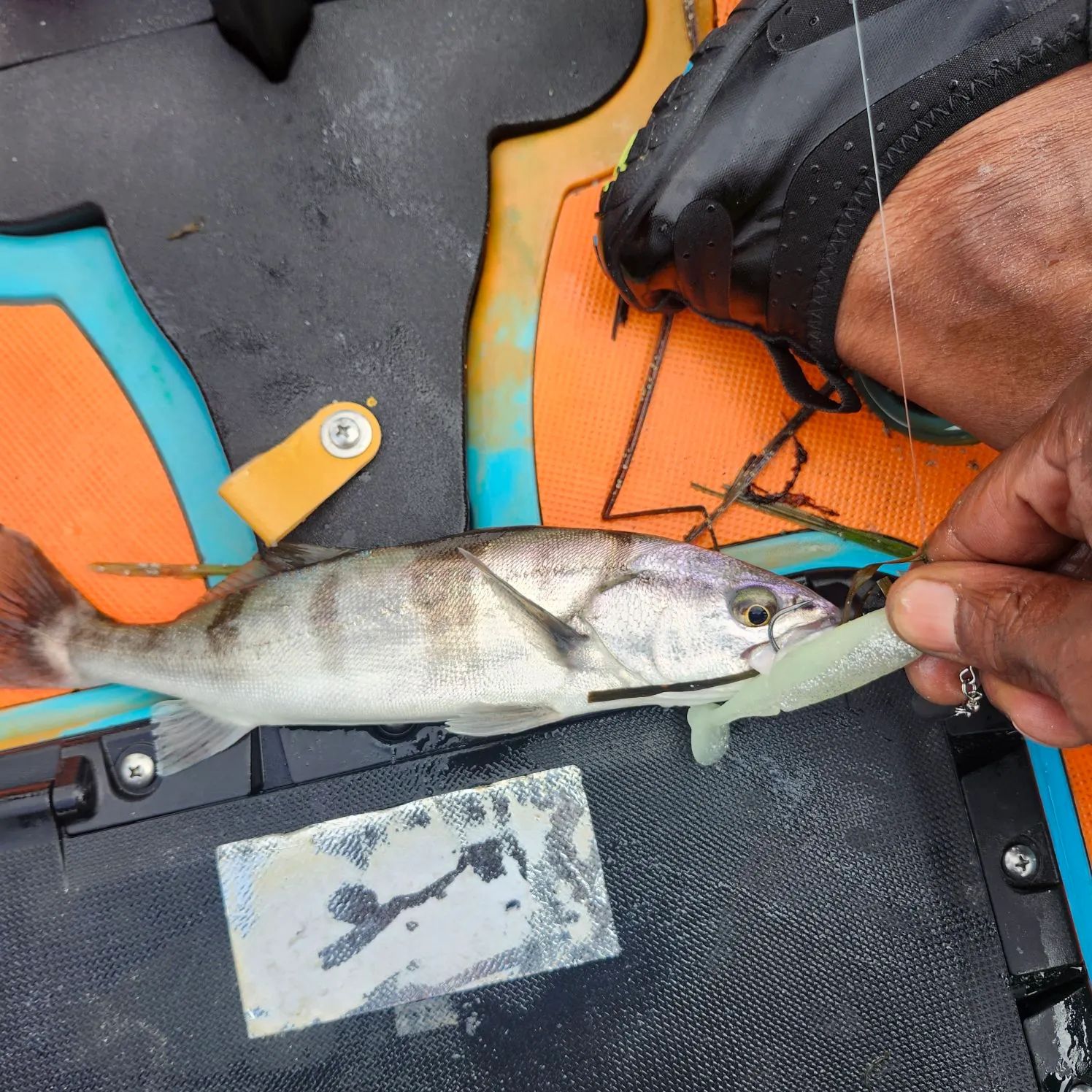 The most recent Pacific spadefish catches on Fishbrain