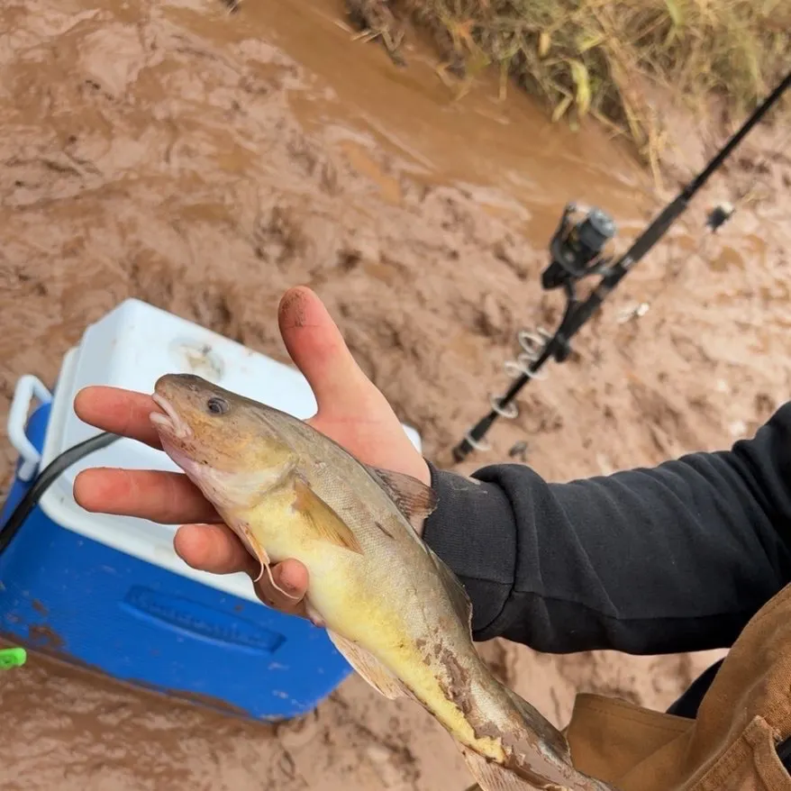 The most recent Atlantic tomcod catches on Fishbrain