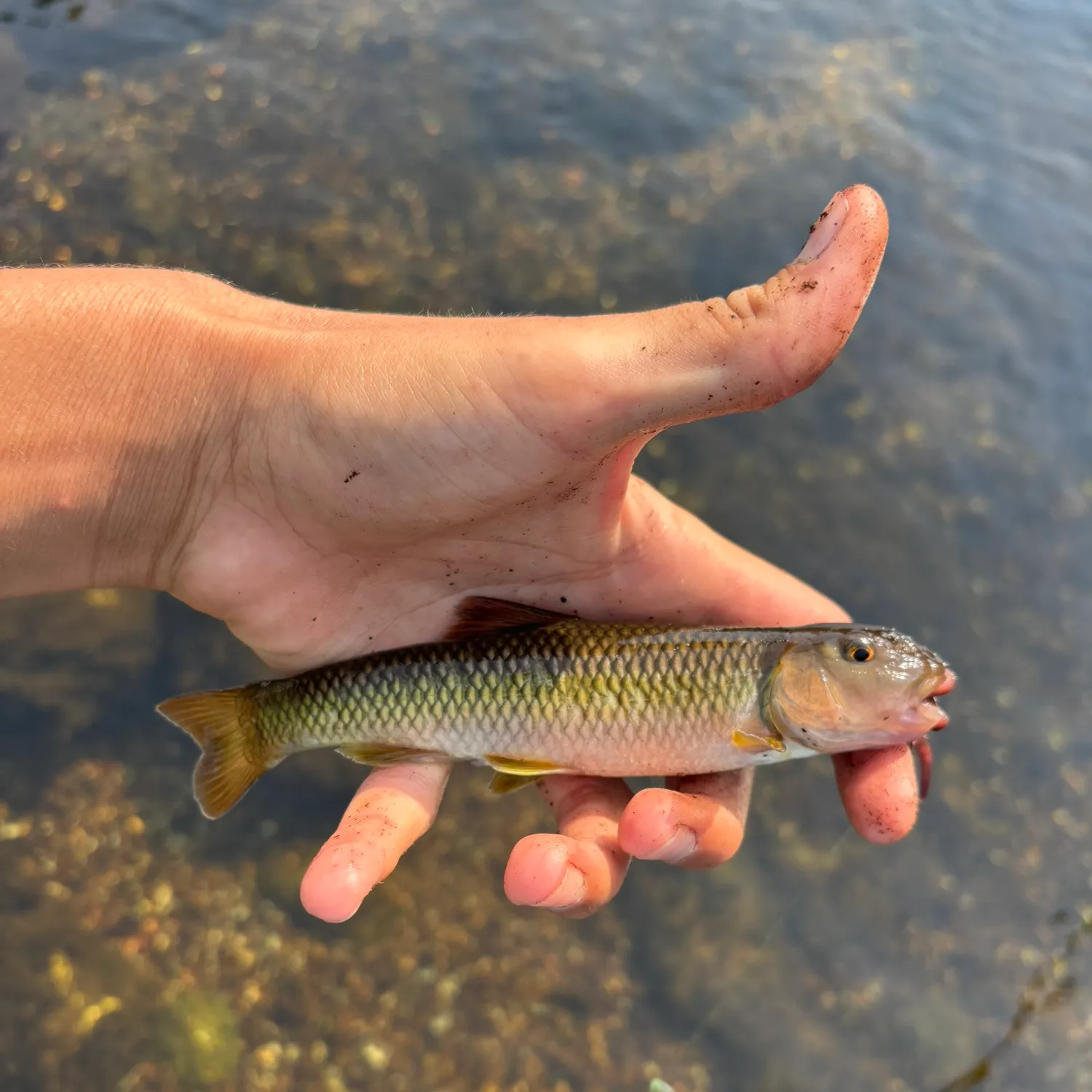 The most recent River chub catches on Fishbrain