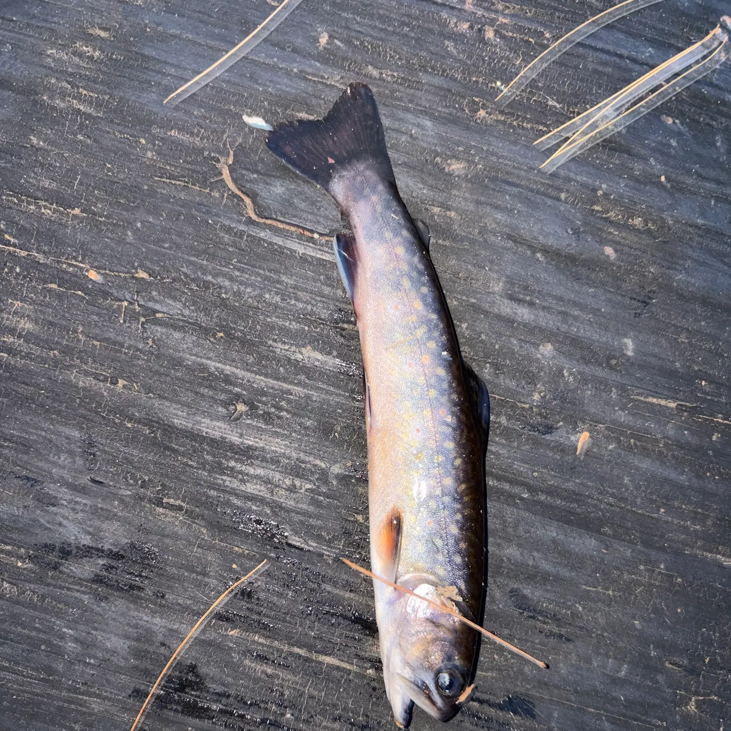 Brook trout caught on Fishbrain