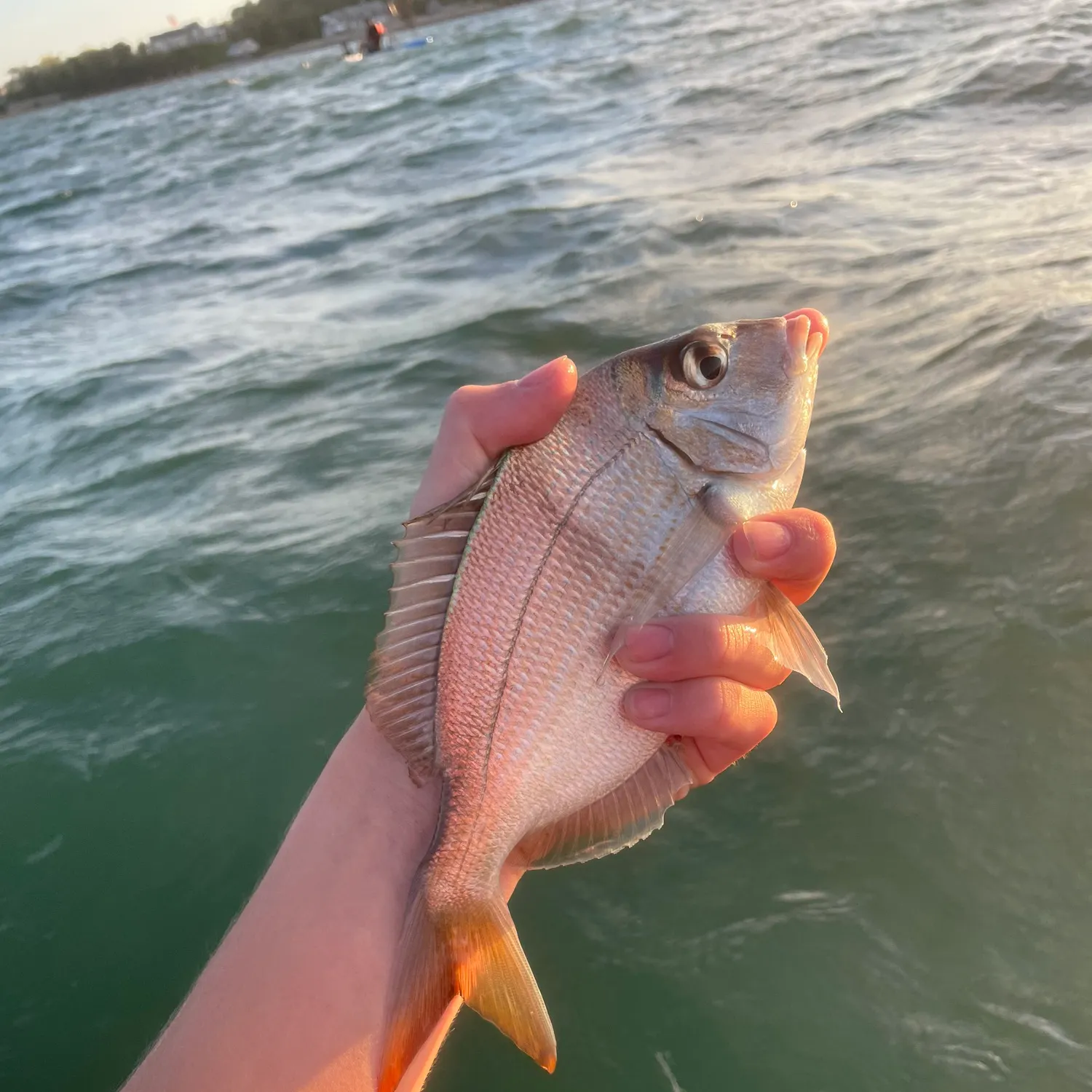 The most recent Scup catches on Fishbrain