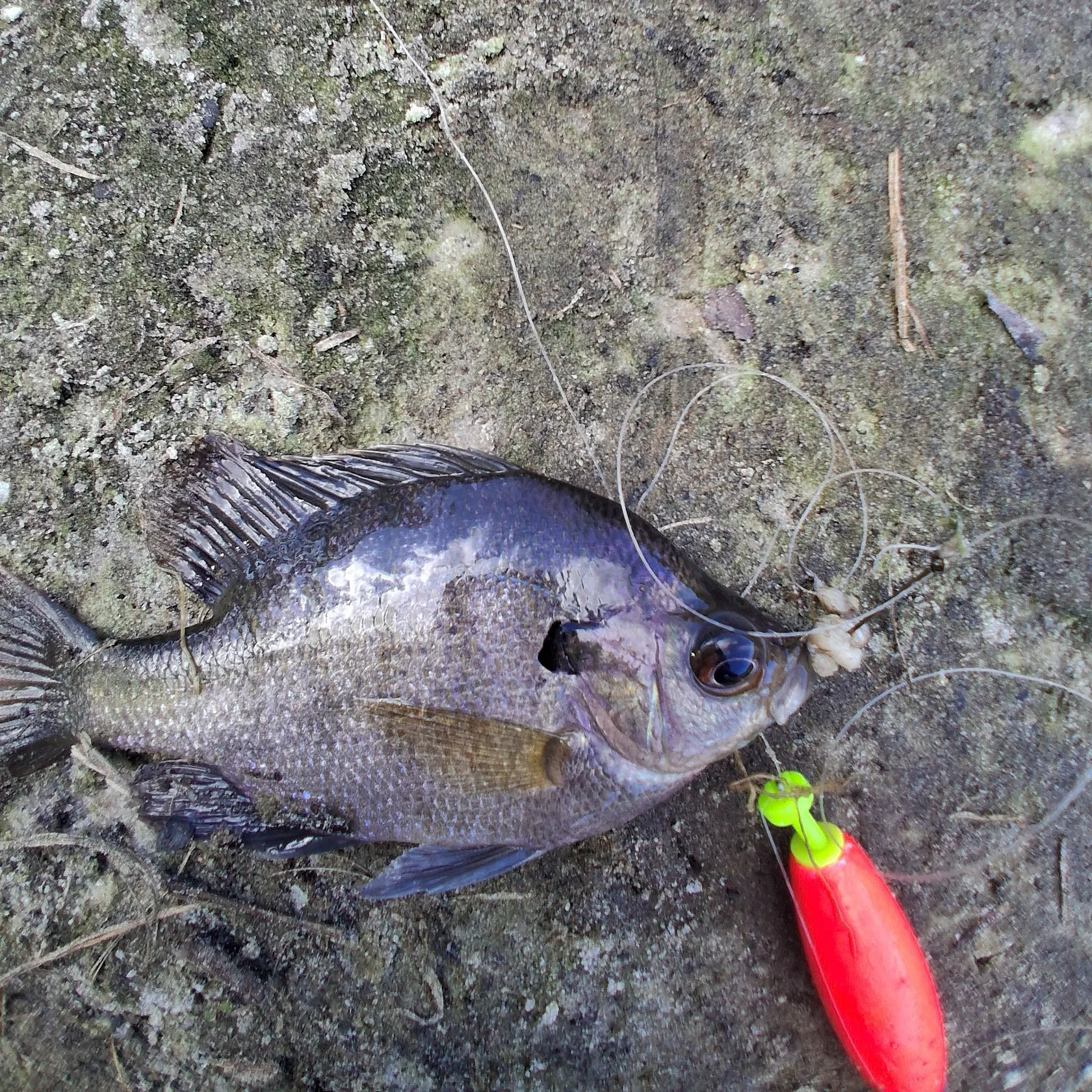 The most recent Coppernose bluegill catches on Fishbrain