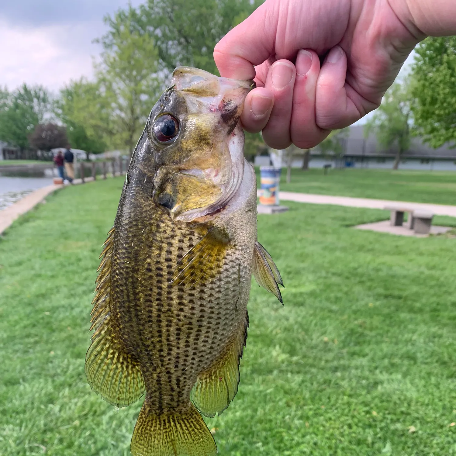 catch