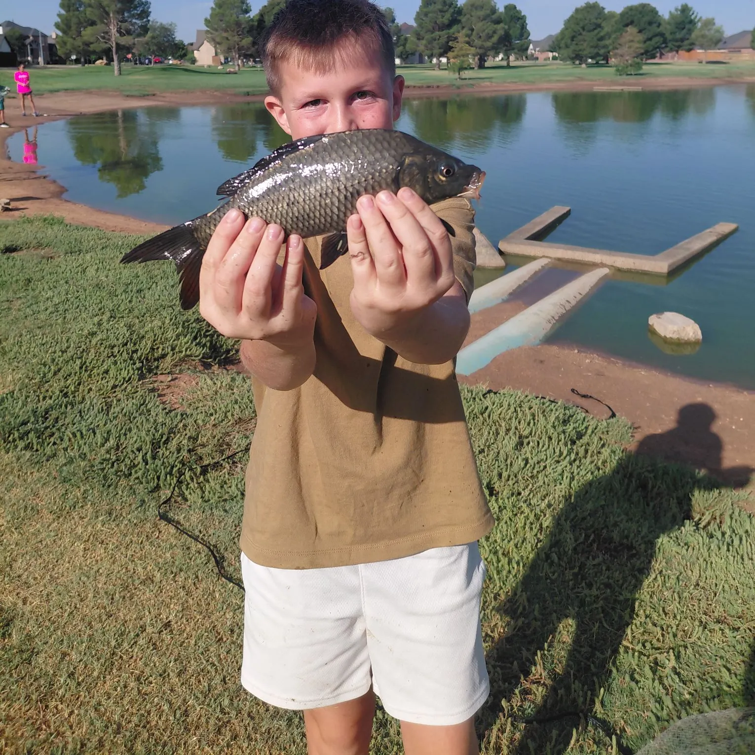 Common carp caught on Fishbrain