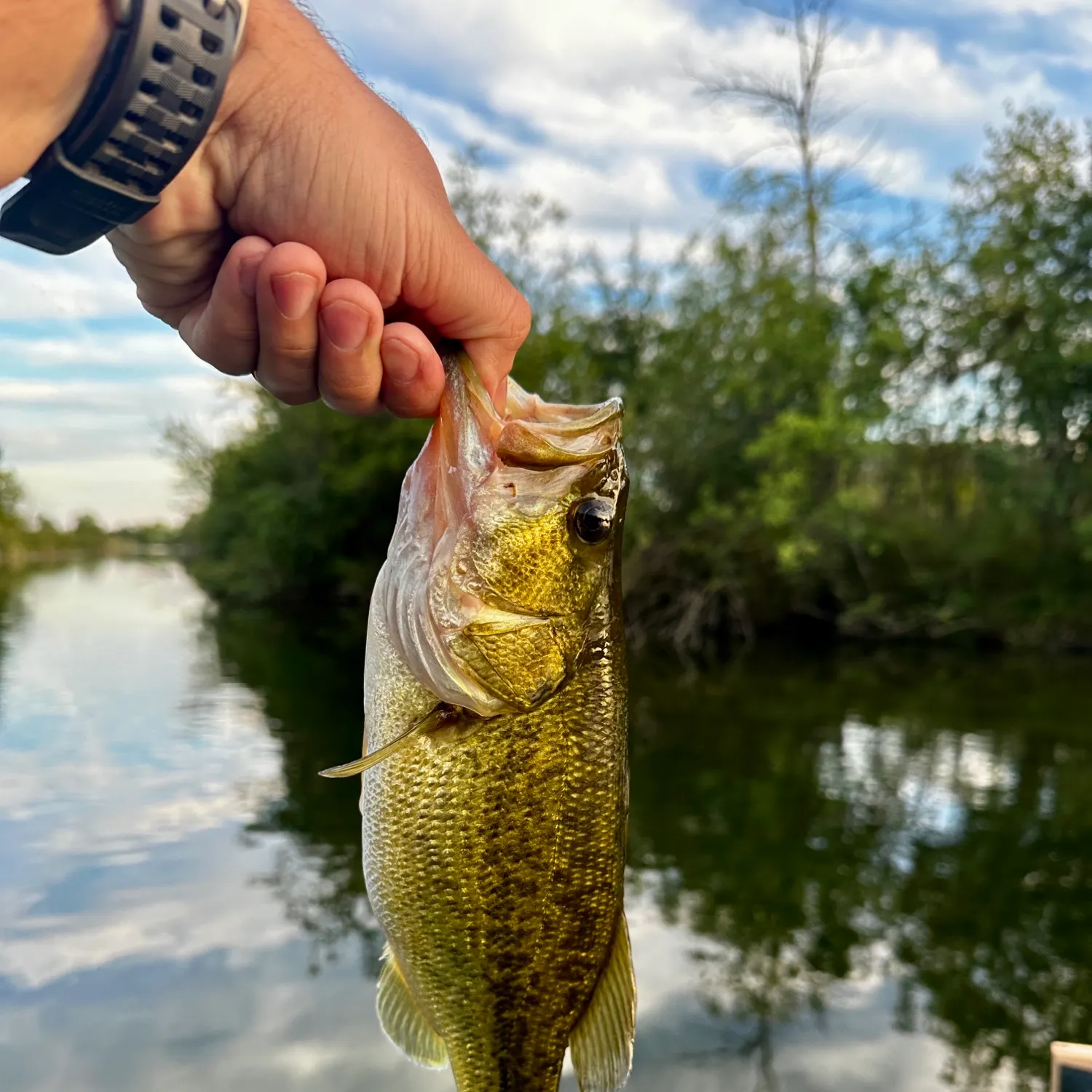 Largemouth bass caught on Fishbrain
