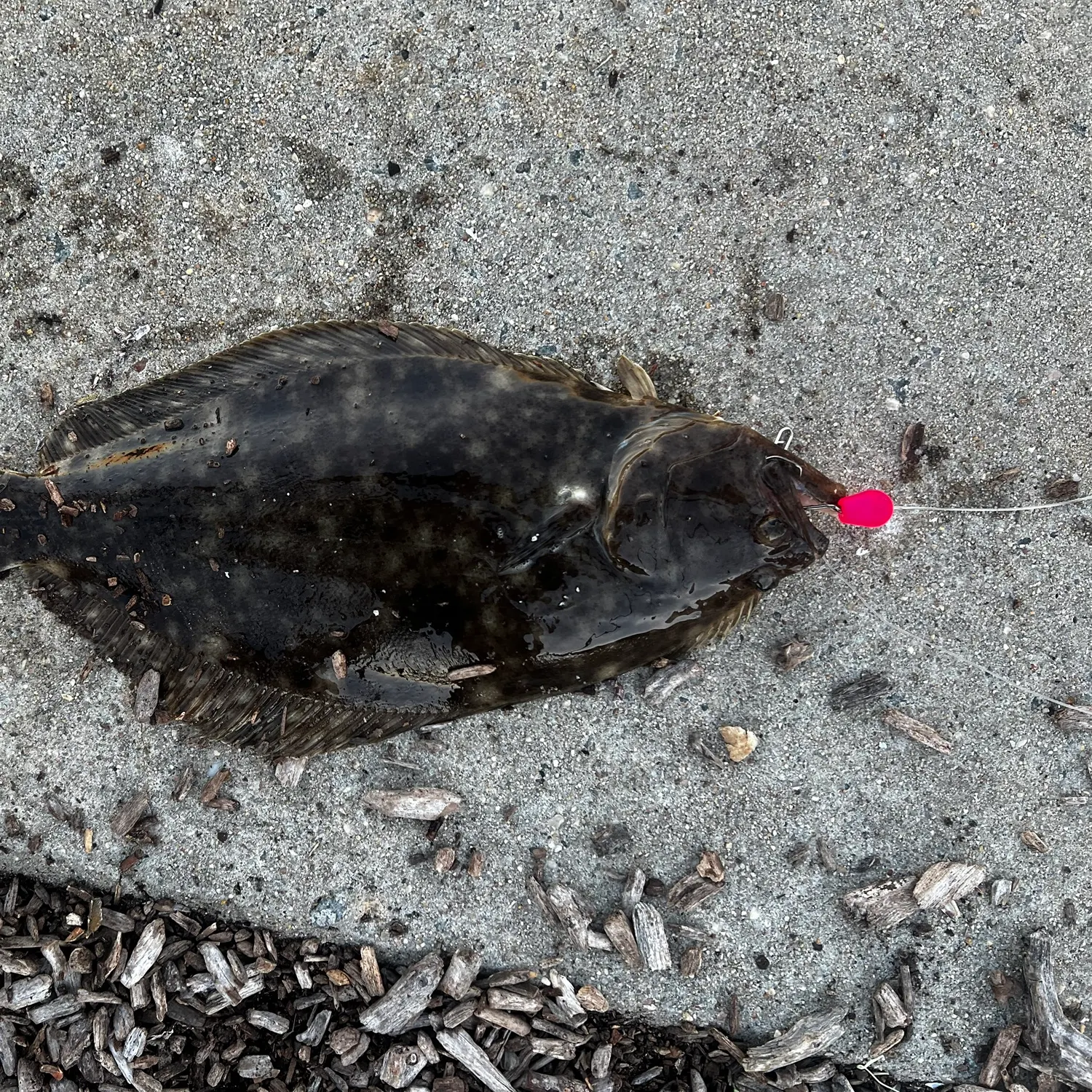Summer flounder caught on Fishbrain