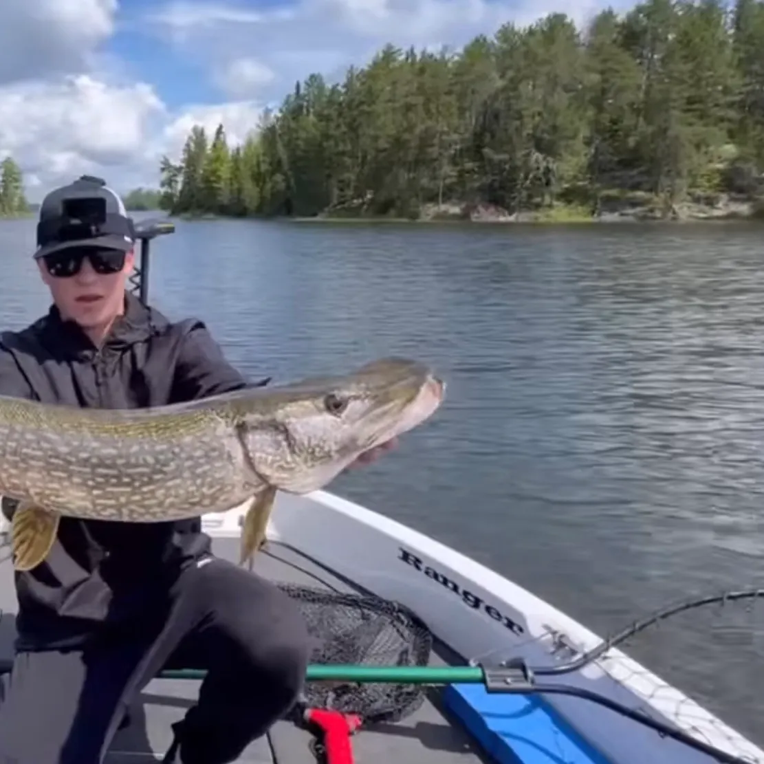 Northern pike caught on Fishbrain