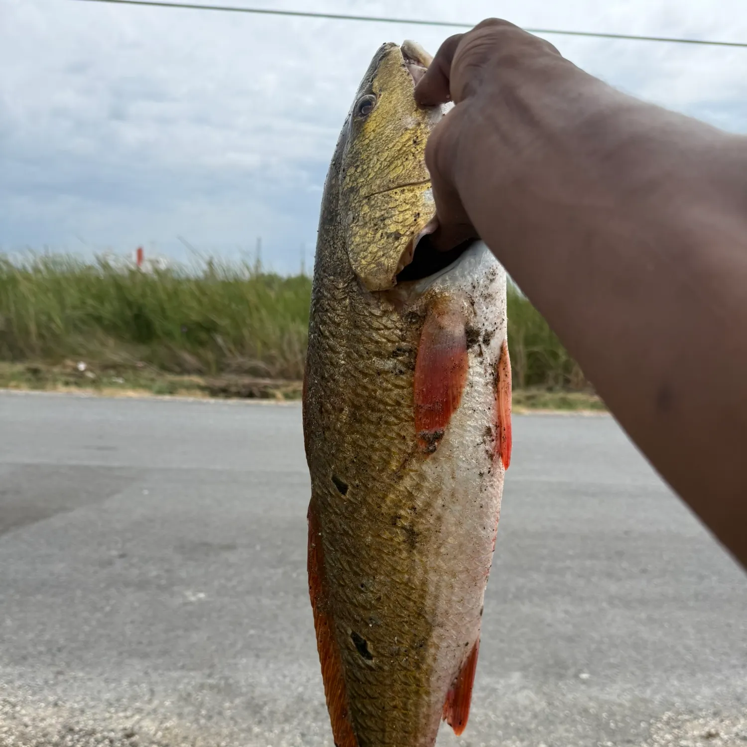 Red drum caught on Fishbrain