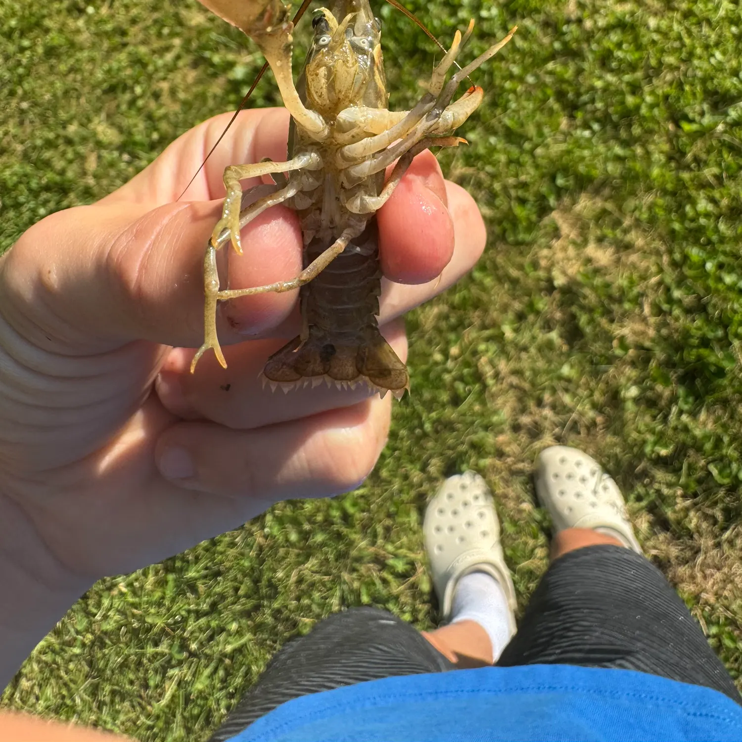 The most recent Virile crayfish catches on Fishbrain