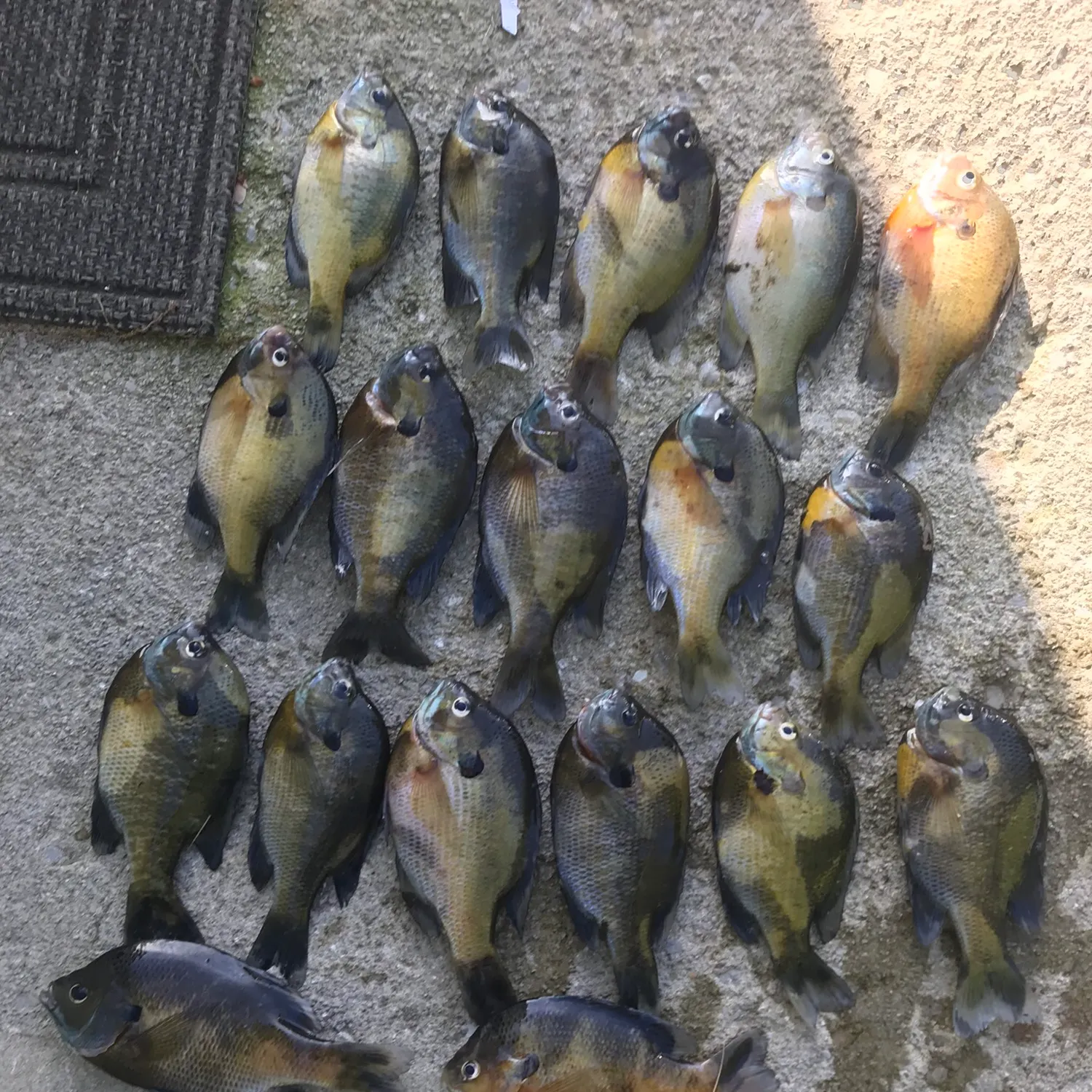 recently logged catches