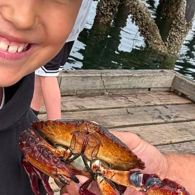 Red rock crab caught on Fishbrain