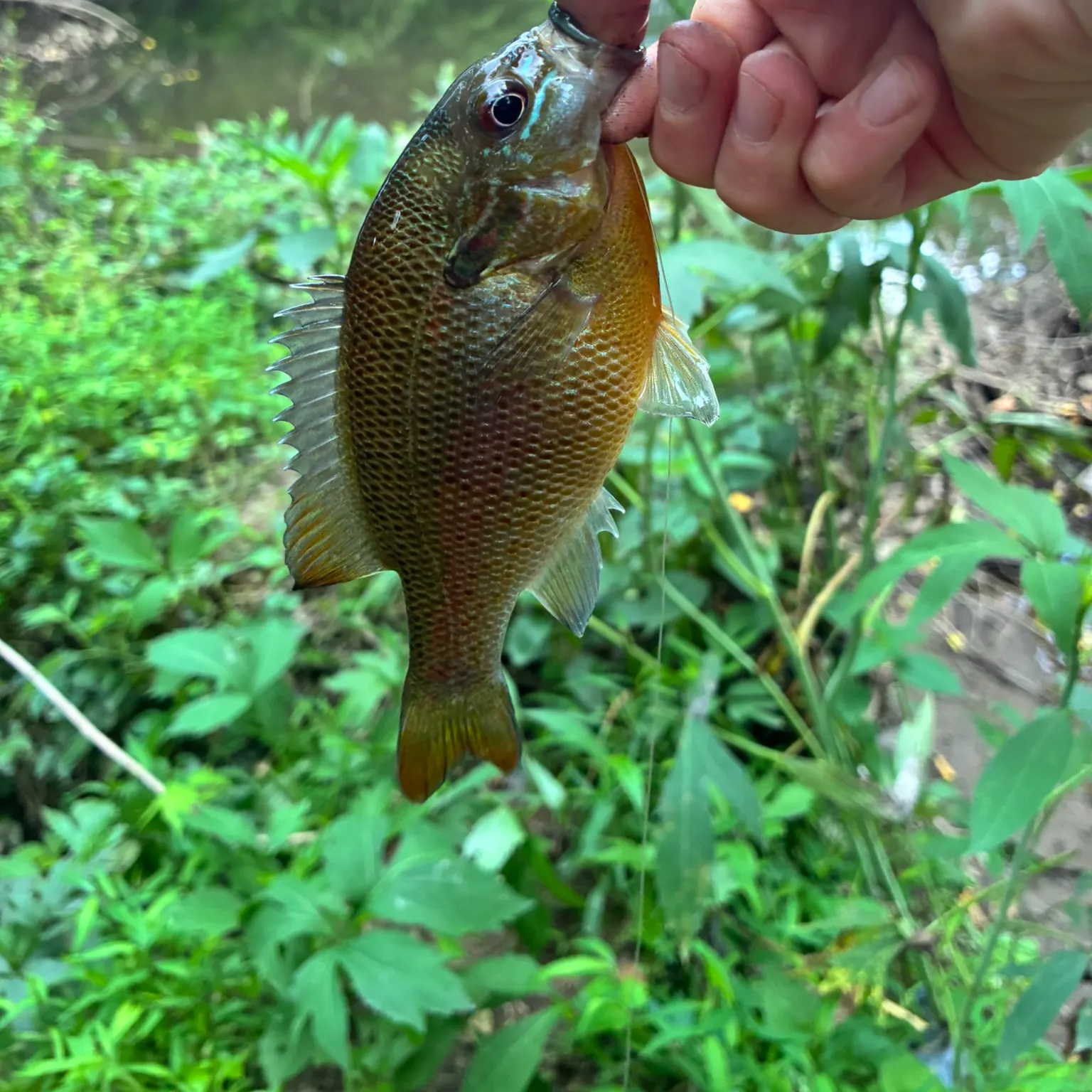 catch