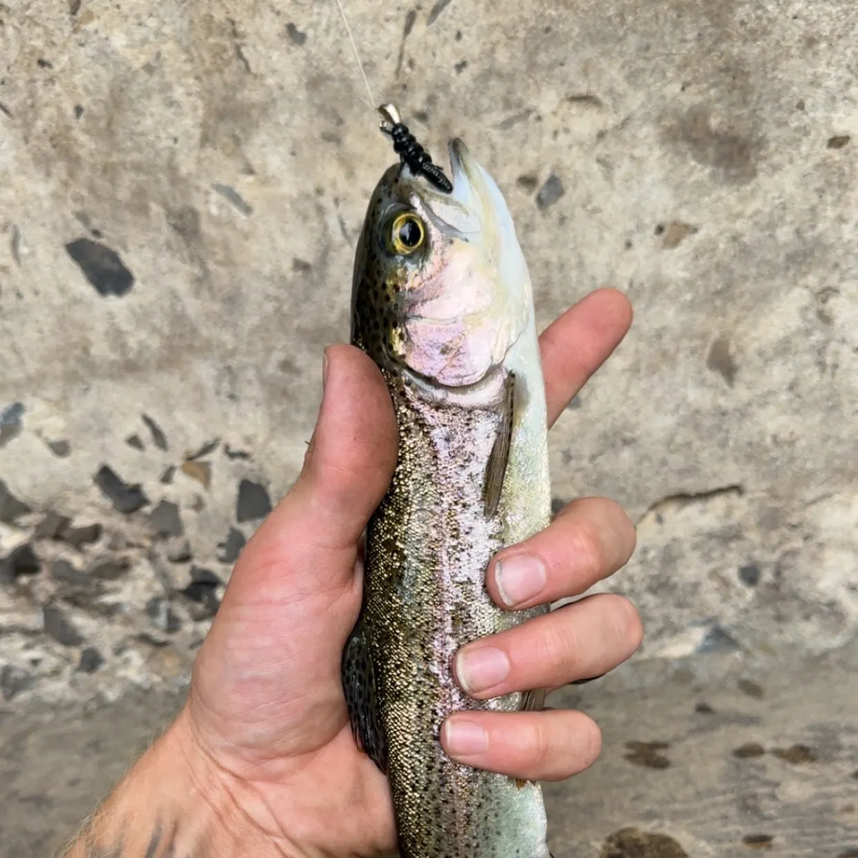 Rainbow trout caught on Fishbrain
