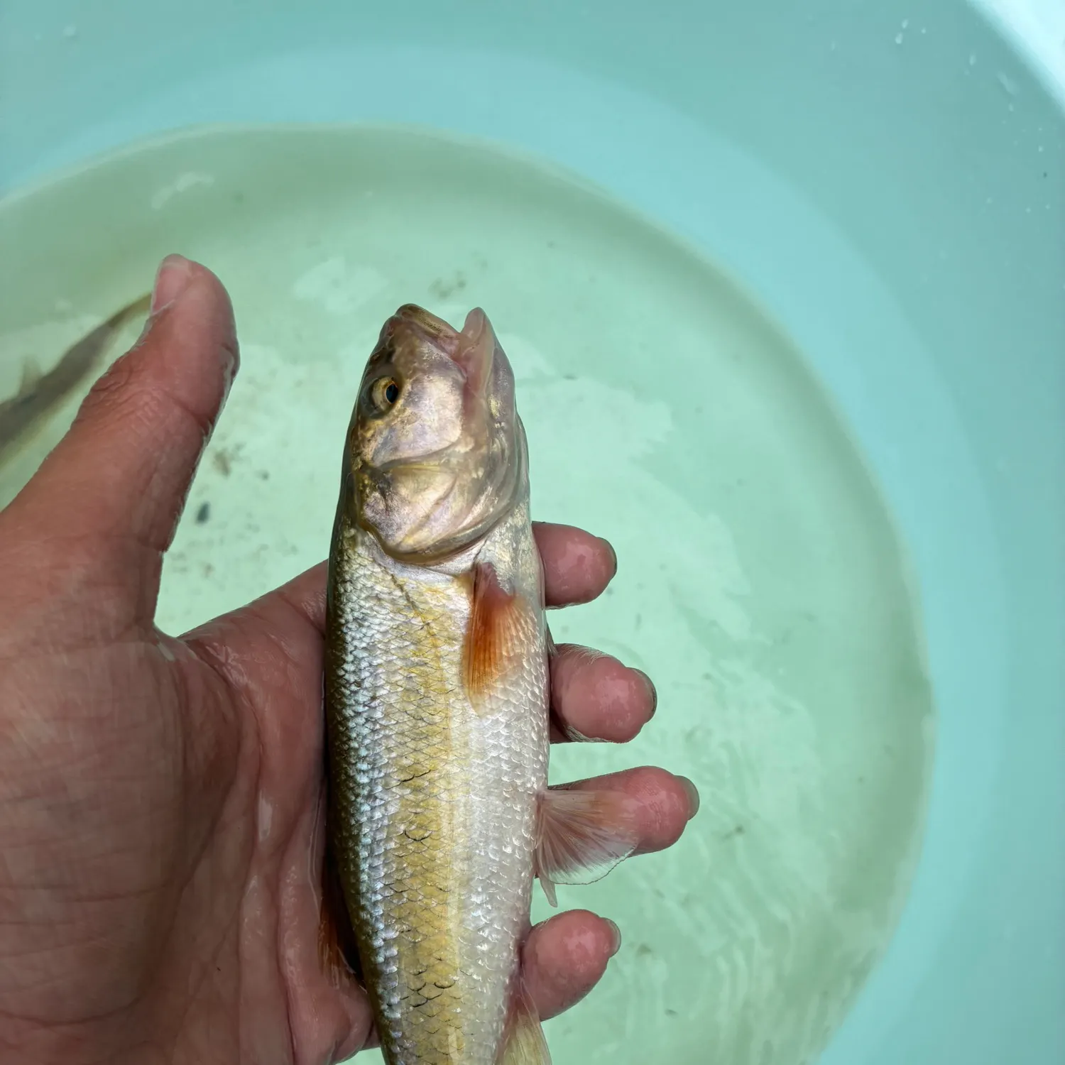 Creek chub caught on Fishbrain
