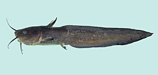 Gray eel-catfish