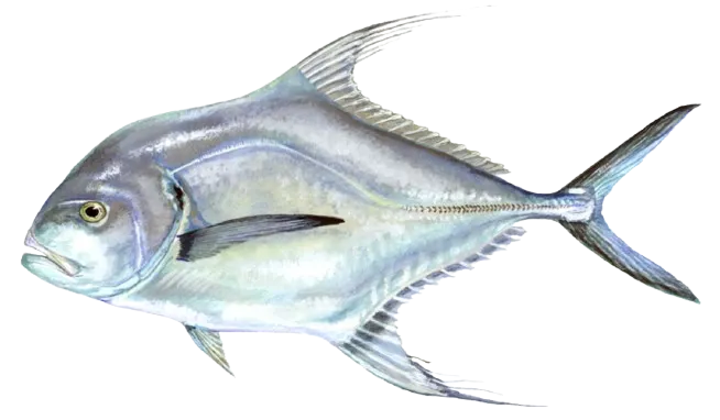 African pompano