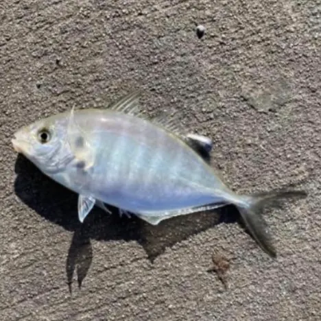The most recent Silver trevally catches on Fishbrain