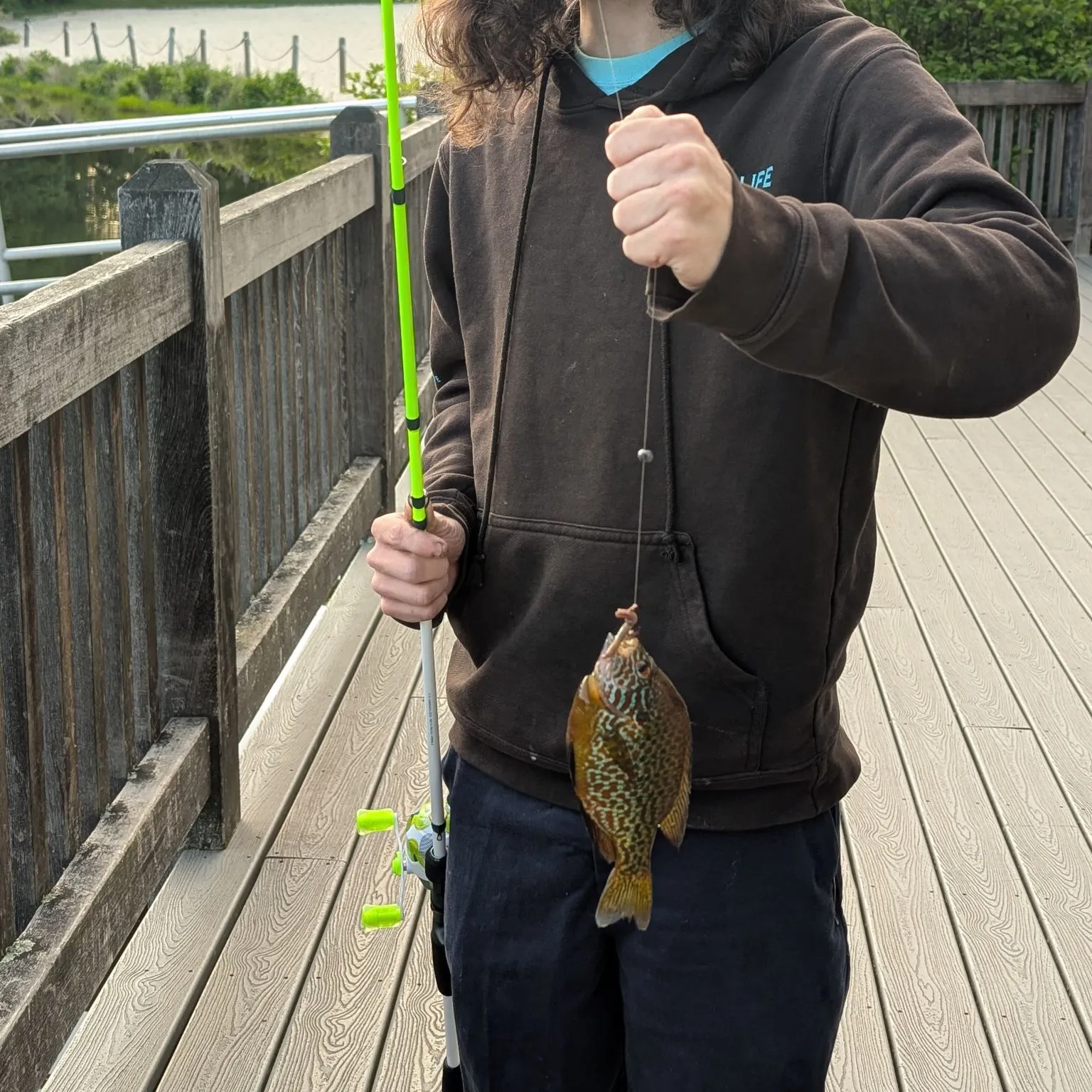 The most recent Pumpkinseed x green sunfish catches on Fishbrain